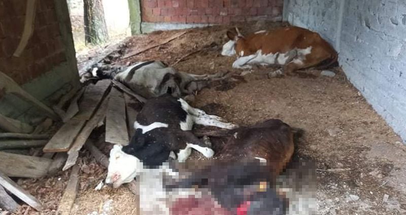 SİNOP'TA AYI SALDIRISINA UĞRAYAN 6 BÜYÜKBAŞ HAYVAN ÖLDÜ