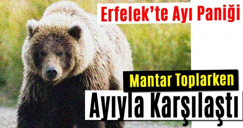 Ormanda Mantar Toplarken Ayıyla Karşılaştı