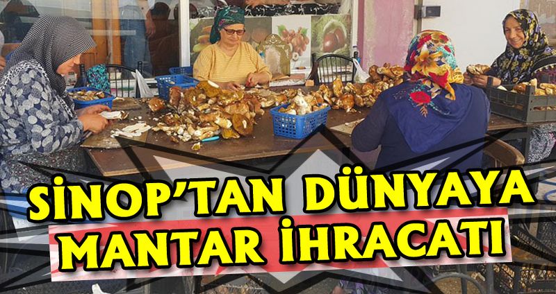 SİNOP’TAN DÜNYAYA MANTAR İHRACATI
