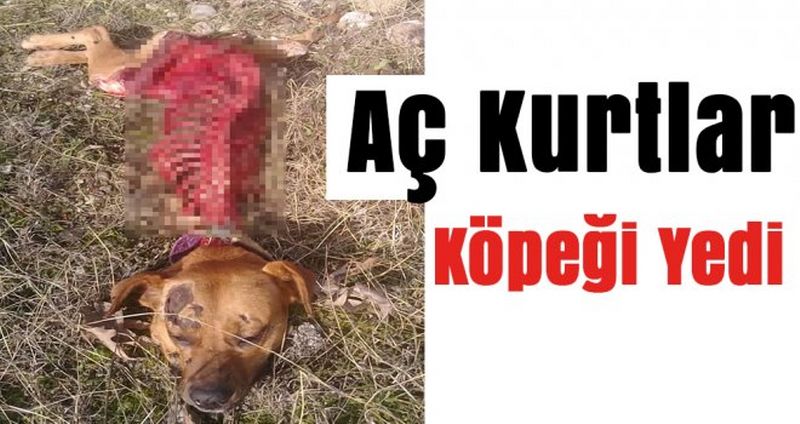 "AÇ KURTLAR KÖPEĞİ YEDİ"