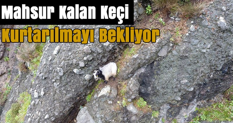 2 Gündür Mahsur Kalan Keçi Kurtarılmayı Bekliyor
