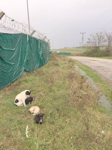 YAVRU KÖPEKLER ISLANMAKTAN KURTULDU