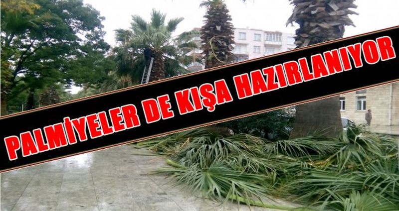 PALMİYELER DE KIŞA HAZIRLANIYOR