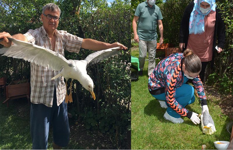 Kargaların saldırısına uğrayan martıyı vatandaşlar kurtardı