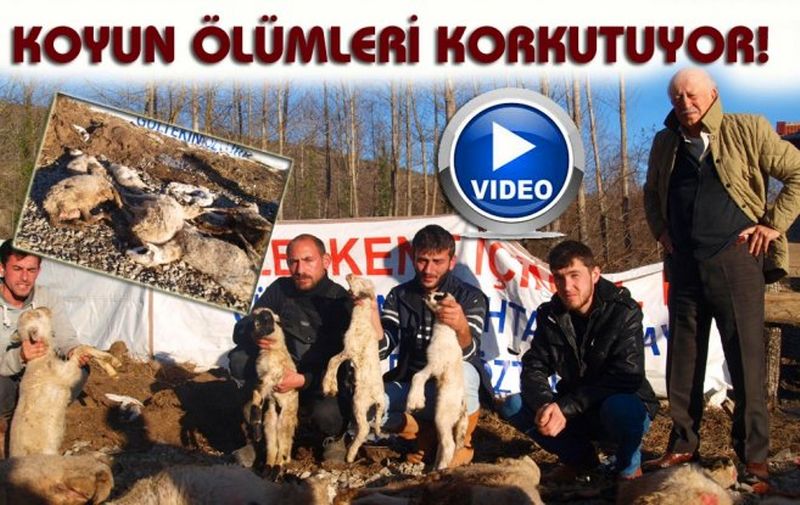 KOYUN ÜRETİCİLERİ İSYANDA