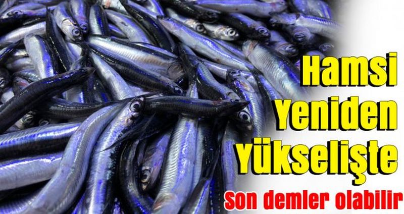 Karadeniz'de Hamsi Yeniden Yükselişte