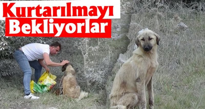 Emirli Yaylasında Ölüme Terk Edilen Köpekler Kurtarılmayı Bekliyor