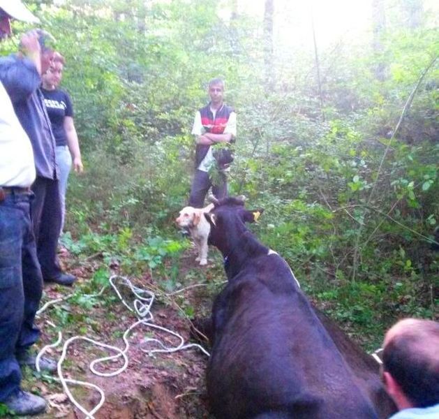 İNEK KURTARMA OPERASYONU