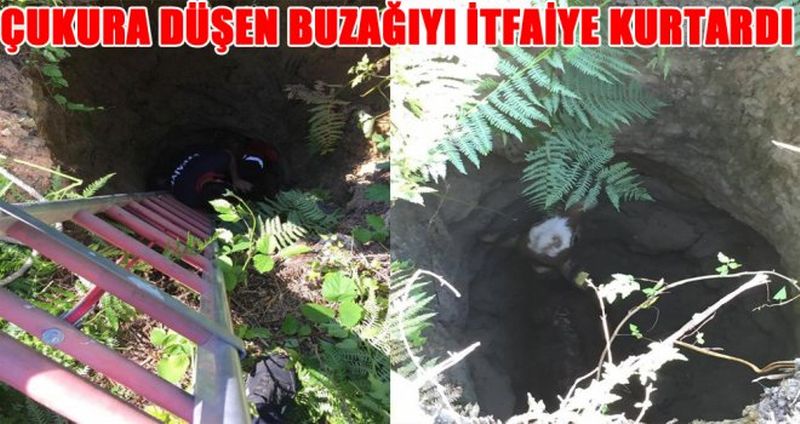 ÇUKURA DÜŞEN BUZAĞIYI İTFAİYE KURTARDI