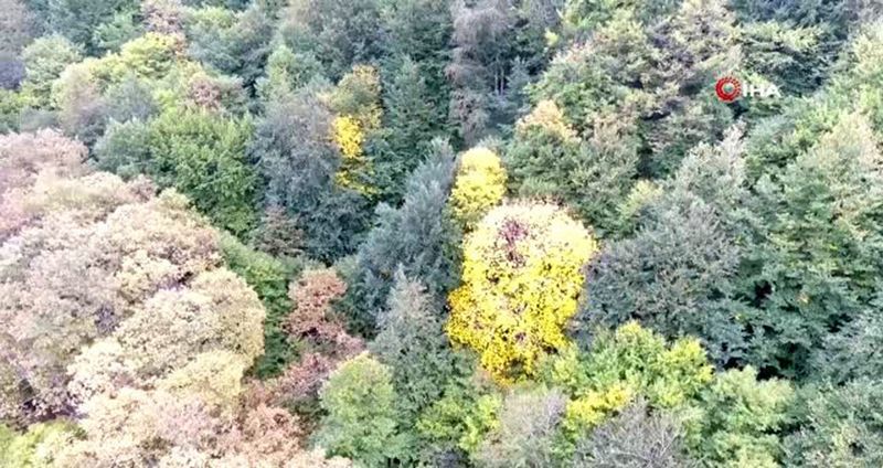 Sinop'ta sonbaharda renk cümbüşü