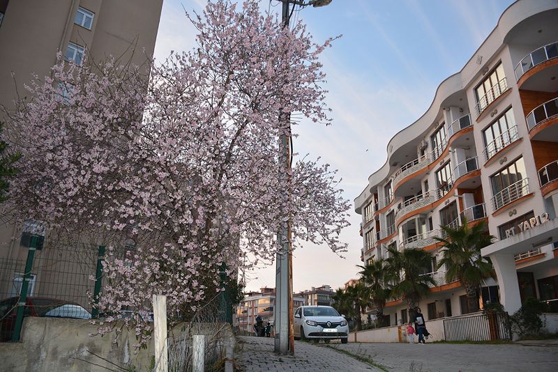 kış ortasında çiçek açtı