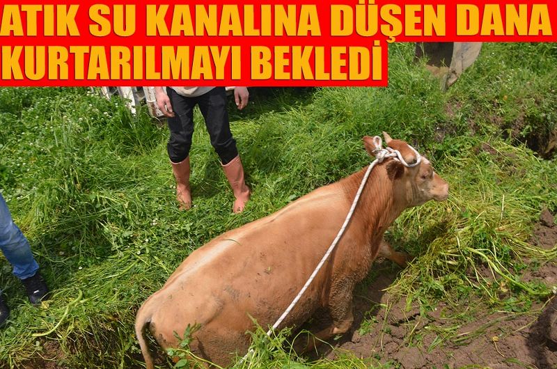 ATIK SU KANALINA DÜŞEN DANA KURTARILMAYI BEKLEDİ