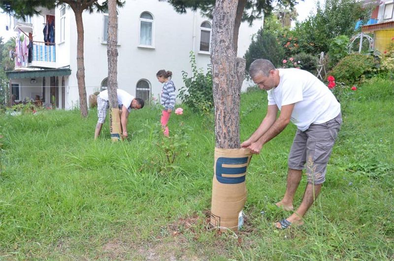 Ağaçlara Manzara Baltası