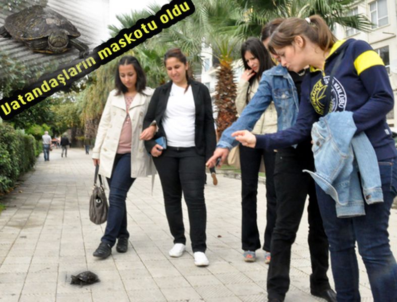 Minik Kaplumbağa'nın Aşıklar Sefası