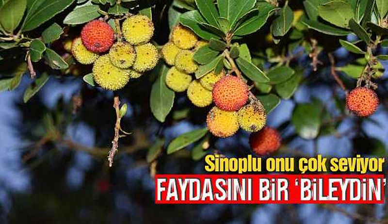 FAYDASINI BİR "BİLEYDİN"