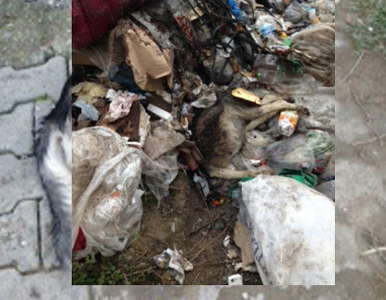 Belediyenin köpek katliamı!