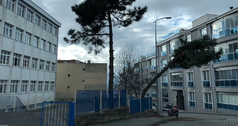YOLA UZANAN AĞAÇ TEHLİKE SAÇIYOR!