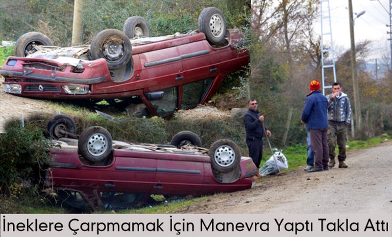 İneklere Çarpmamak İçin Manevra Yaptı Takla Attı