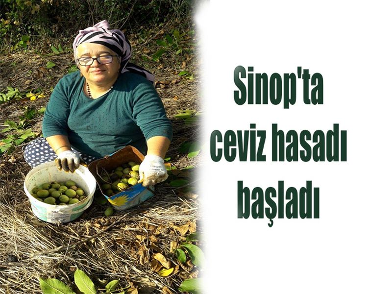 Sinop'ta ceviz hasadı başladı
