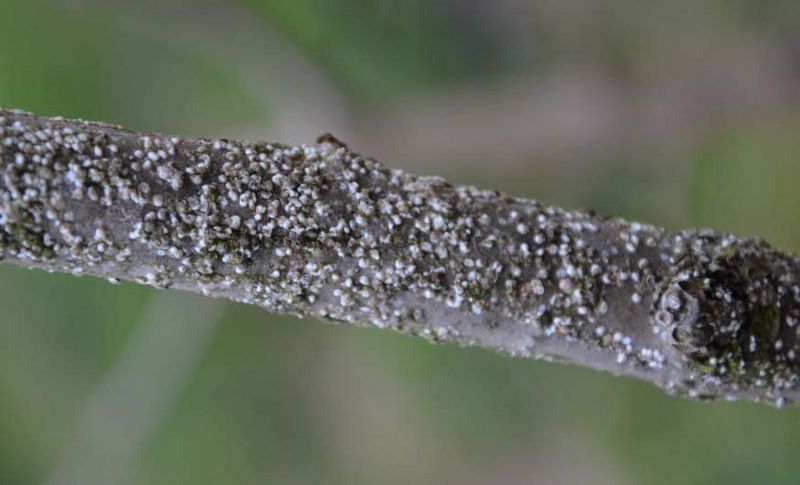 Ağaçların erken uyanmaması için zirai mücadele başladı