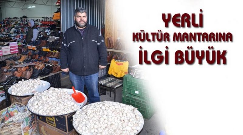 YERLİ KÜLTÜR MANTARINA İLGİ BÜYÜK