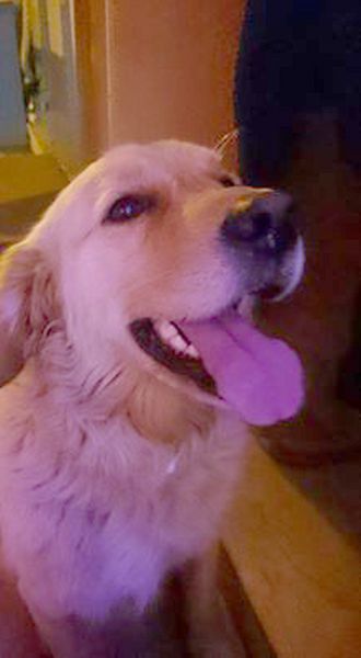 SİNOP’TA GOLDEN CİNSİ KÖPEK BULUNMUŞTUR