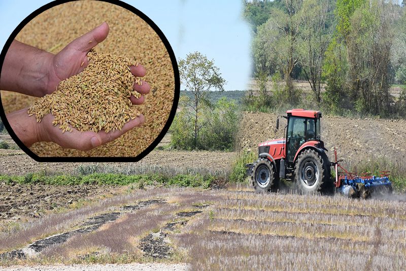 SİNOP’TA ÇELTİK EKİM ÇALIŞMALARINA BAŞLANDI