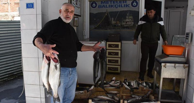 SİNOP’TA LEVREK BEREKETİ