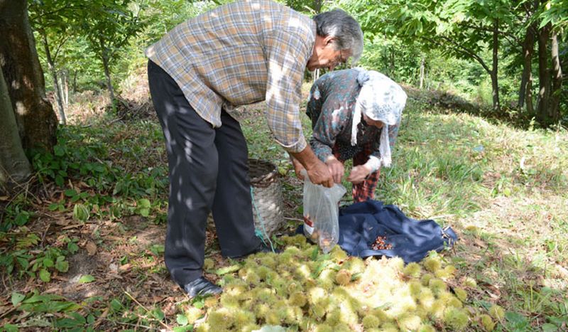 SİNOP’TA KESTANE TOPLAMA ZAMANI