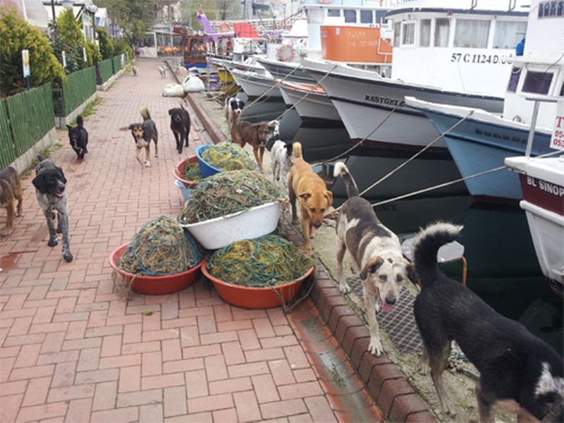 Sinop\'ta başıboş köpekler tehlike saçıyor