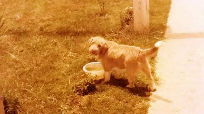 Sokak Hayvanlarına Su Kabı