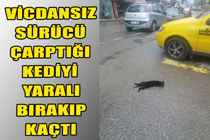 VİCDANSIZ SÜRÜCÜ ÇARPTIĞI KEDİYİ YARALI BIRAKIP KAÇTI