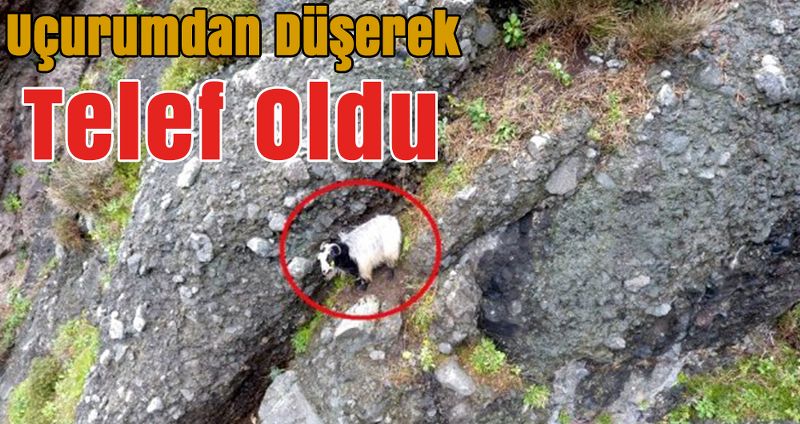 MAHSUR KALAN KEÇİ UÇURUMDAN DÜŞEREK TELEF OLDU