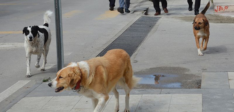 SİNOP’TA SOKAK KÖPEKLERİ TEHLİKE SAÇIYOR