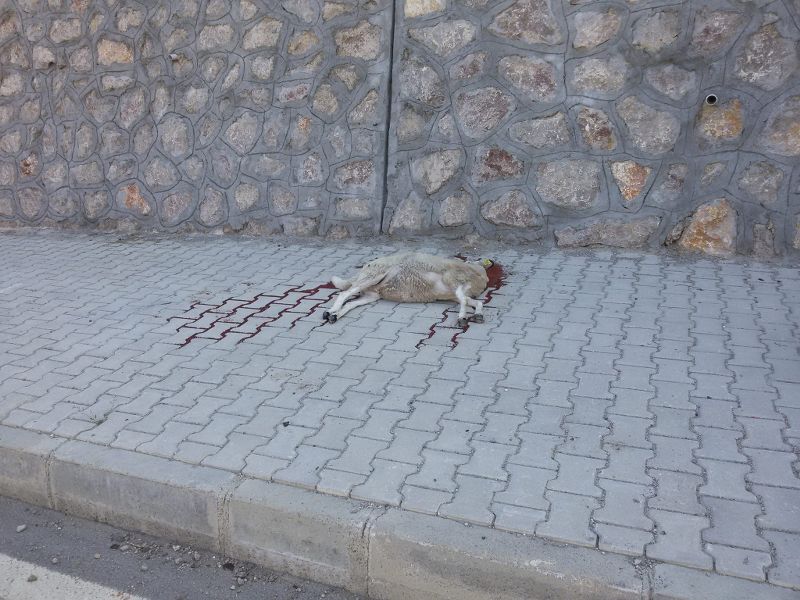 5 HAYVAN TELEF OLDU!!!
