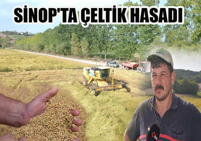 SİNOP'TA ÇELTİK HASADI