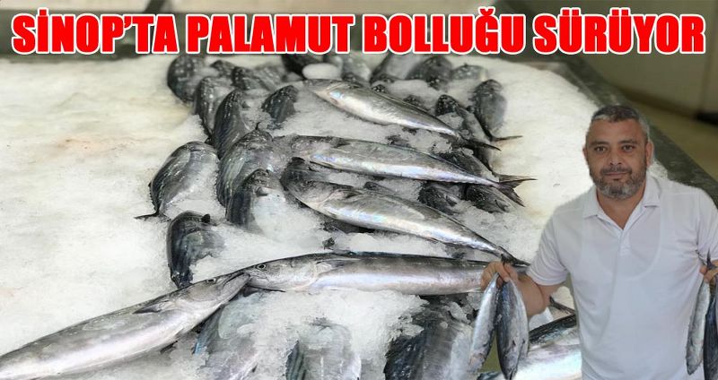 SİNOP’TA PALAMUT BOLLUĞU SÜRÜYOR