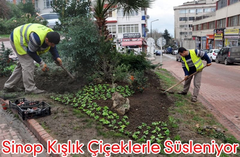 Sinop Kışlık Çiçeklerle Süsleniyor