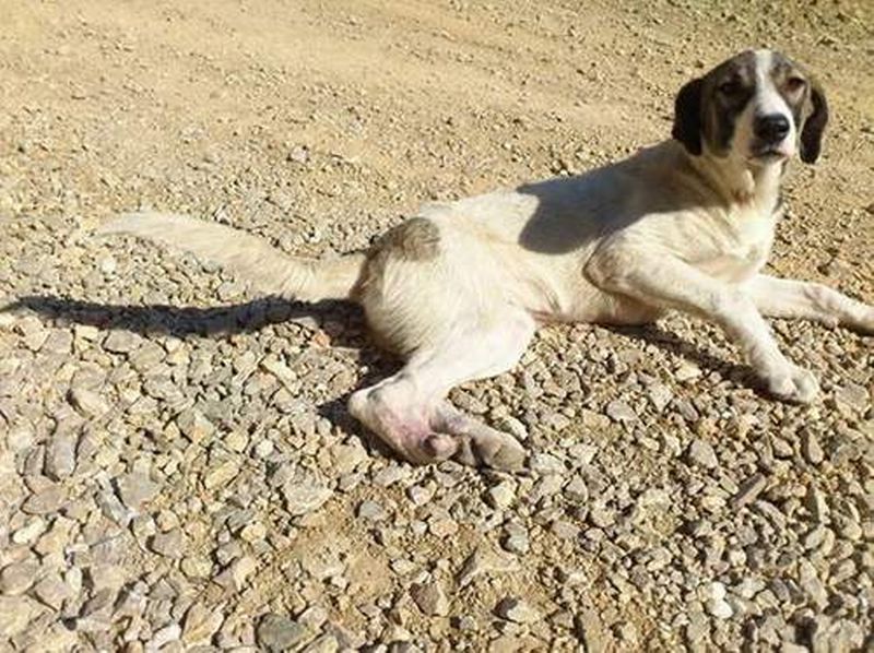 KÖPEKLER ÖLÜME TERKEDİLDİ