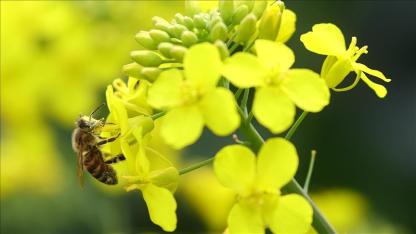 Biyoçeşitlilik ve habitatın korunması için geliştirilen projelere destek verilecek