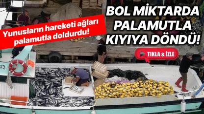 Denizde sürpriz av! Sıkışan palamutlar ağlardan kurtulamadı