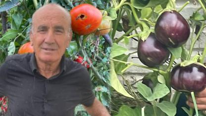 Emekli Ziraatçiden dev patlıcan