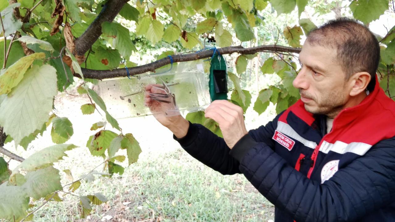 Gerze’de kahverengi kokarca takibi aralıksız sürüyor