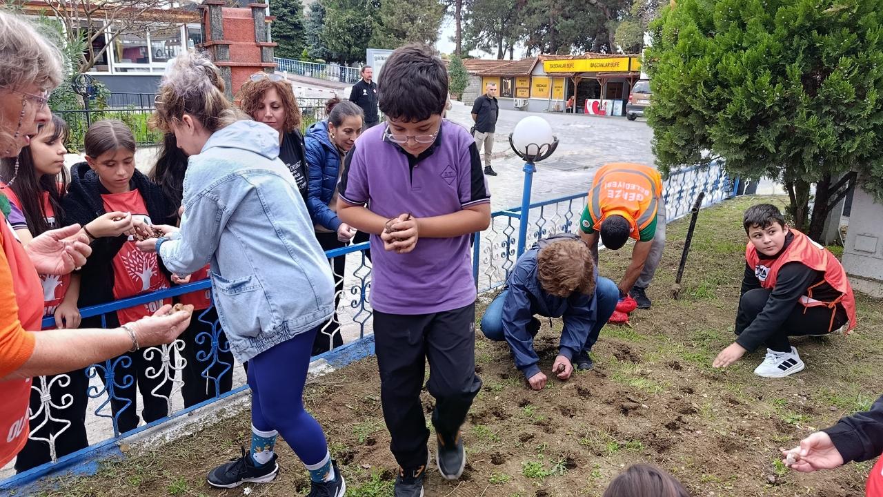 Gerze’de toprakla buluşan nergisler, gelecek nesillere umut oldu