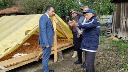 Ceviz bahçelerinde rekolte yüzleri güldürdü