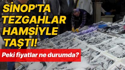 Sinop'ta balıkçı tezgahları hamsiyle doldu! İşte kilo fiyatı