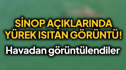 Birçoğunuz onları ilk kez bu kadar yakından göreceksiniz
