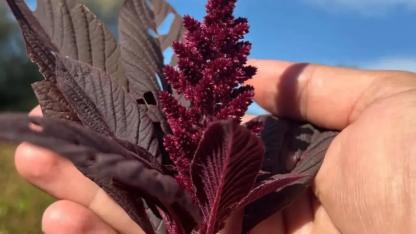 Geleceğin bitkisi Amaranth Sinop'ta yetiştirildi
