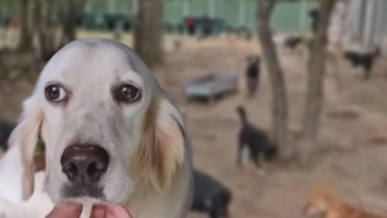 İngiliz Setter yeni yuvasına uğurlandı