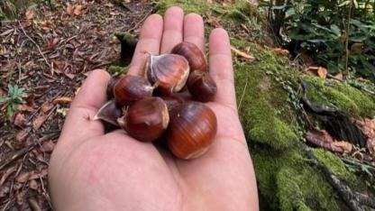 Sinop'ta kestane sezonu başladı! Vatandaşlar ormanların yolunu tuttu